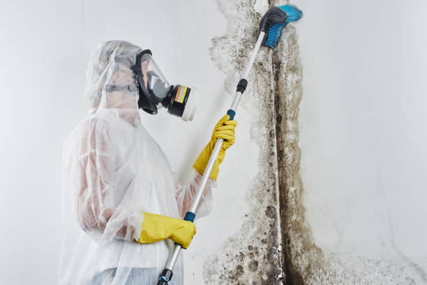 Best Affordable Mold Removal  in Wyndham, VA