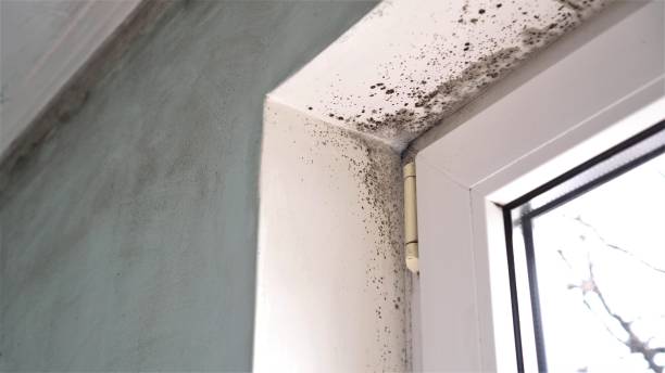 Best Mold Damage Repair  in Wyndham, VA