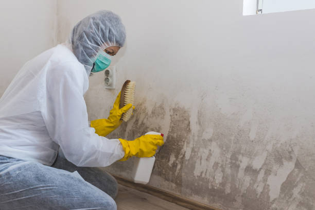Best Mold Testing and Removal  in Wyndham, VA
