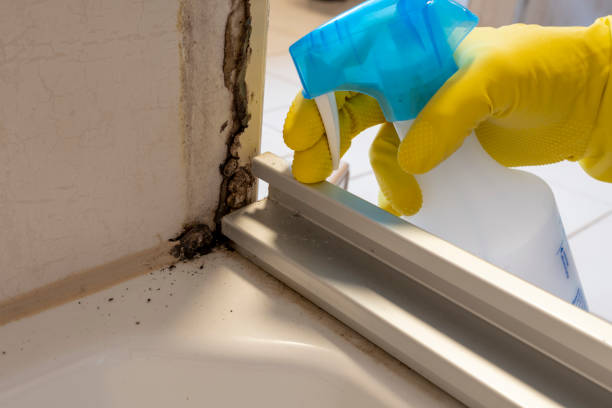 Best Office Mold Removal Services  in Wyndham, VA