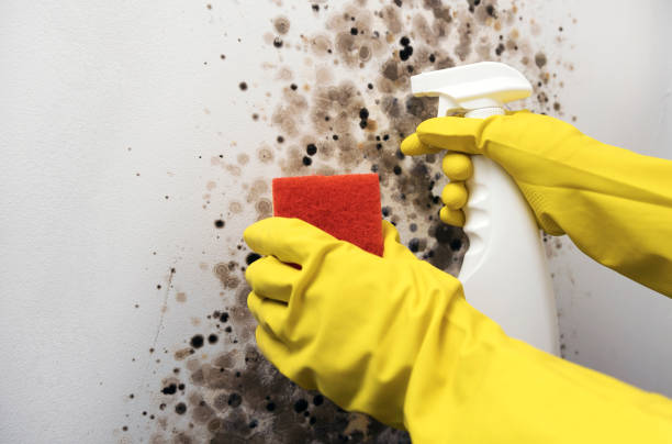 Best Toxic Mold Removal  in Wyndham, VA