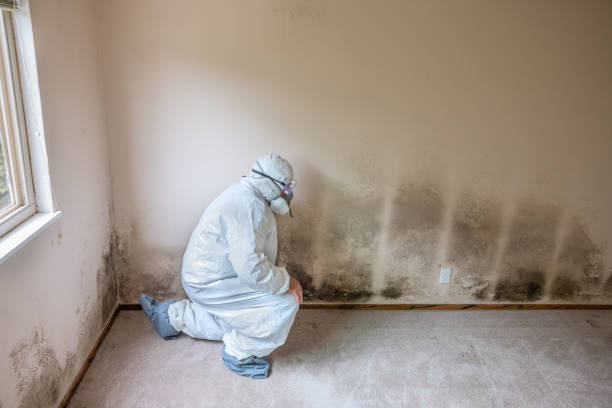 Trusted Wyndham, VA Mold Removal Experts