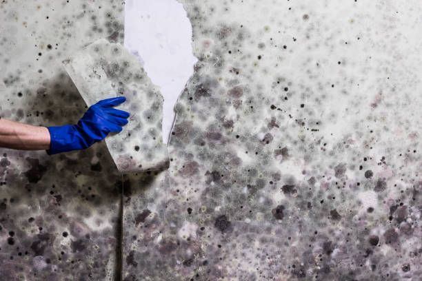 Best Mold Damage Repair  in Wyndham, VA