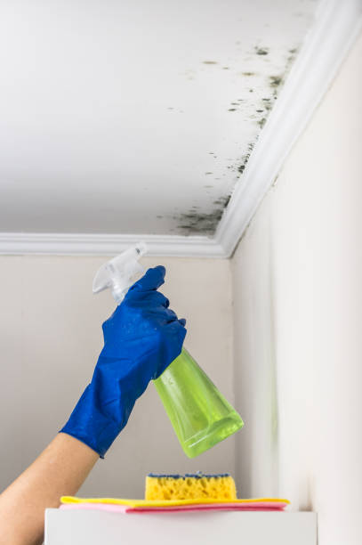 Best Crawl Space Mold Removal  in Wyndham, VA